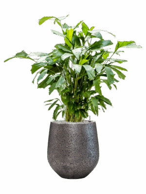 Caryota Mitis In Baq Opus Hit D 21 H 135 cm - PlantenShop24 - 27-05-2025
