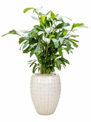 Caryota Mitis In Laos D 21 H 140 cm - PlantenShop24 - 27-05-2025