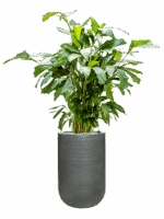 Caryota Mitis In Ridged Horizontally D 21 H 143 cm - PlantenShop24 - 27-05-2025