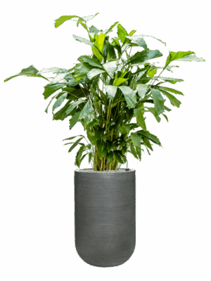 Caryota Mitis In Ridged Horizontally D 21 H 143 cm - PlantenShop24 - 27-05-2025