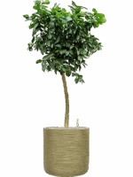 Citrus Aurantifolia Lima Verde In Baq Dune D 38 H 155 cm - PlantenShop24 - 17-06-2025