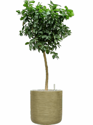 Citrus Aurantifolia Lima Verde In Baq Dune D 38 H 155 cm - PlantenShop24 - 05-05-2025