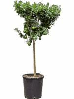 Citrus Aurantium Chinotto D 38 H 160 cm - PlantenShop24 - 16-06-2025