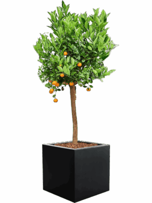 Citrus Citrofortunella Calamondin In Argento D 36 H 161 cm - PlantenShop24 - 22-05-2025