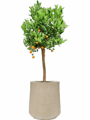 Citrus Citrofortunella Calamondin In Baq Dune D 36 H 168 cm - PlantenShop24 - 22-05-2025