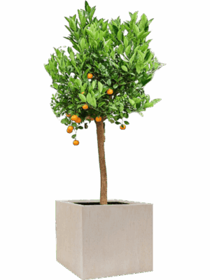 Citrus Citrofortunella Calamondin In Baq Raindrop D 36 H 158 cm - PlantenShop24 - 22-05-2025