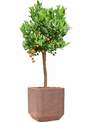 Citrus Citrofortunella Calamondin In Baq Terrazzo D 36 H 159 cm - PlantenShop24 - 22-05-2025
