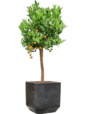 Citrus Citrofortunella Calamondin In Baq Terrazzo D 36 H 159 cm - PlantenShop24 - 22-05-2025