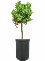Citrus Citrofortunella Calamondin In Baq Vertical Rib D 36 H 178 cm - PlantenShop24 - 22-05-2025