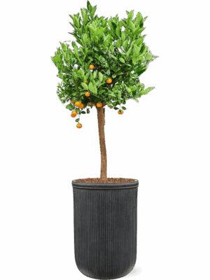 Citrus Citrofortunella Calamondin In Baq Vertical Rib D 36 H 178 cm - PlantenShop24 - 22-05-2025