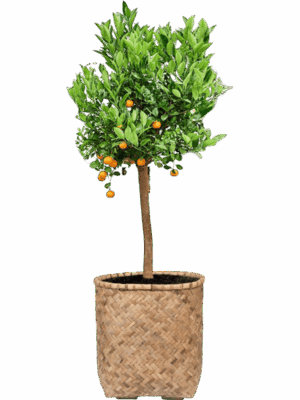 Citrus Citrofortunella Calamondin In Bohemian D 36 H 164 cm - PlantenShop24 - 22-05-2025