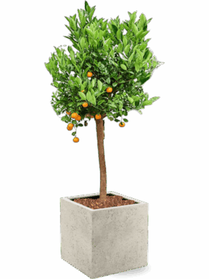 Citrus Citrofortunella Calamondin In Grigio D 36 H 159 cm - PlantenShop24 - 22-05-2025