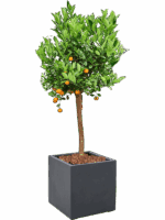 Citrus Citrofortunella Calamondin In Grigio D 36 H 159 cm - PlantenShop24 - 22-05-2025