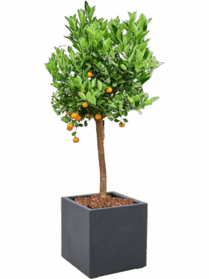 Citrus Citrofortunella Calamondin In Grigio D 36 H 159 cm - PlantenShop24 - 22-05-2025