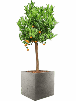 Citrus Citrofortunella Calamondin In Grigio D 36 H 162 cm - PlantenShop24 - 22-05-2025