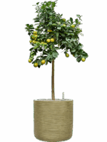 Citrus Citrofortunella Kumquat Obovato In Baq Dune D 38 H 145 cm - PlantenShop24 - 30-05-2025
