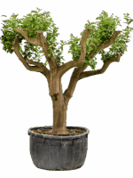 Citrus Lemon D 120 H 270 cm - PlantenShop24 - 19-05-2025