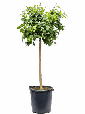 Citrus Sinensis Orange D 38 H 170 cm - PlantenShop24 - 28-05-2025