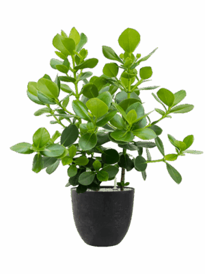 Clusia Rosea Princess In Artstone D 30 H 121 cm - PlantenShop24 - 27-05-2025