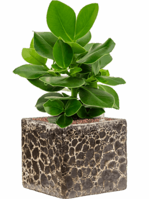 Clusia Rosea Princess In Baq Lava D 13 H 46 cm - PlantenShop24 - 29-05-2025