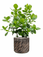 Clusia Rosea Princess In Baq Luxe Lite Universe Wave D 30 H 126 cm - PlantenShop24 - 27-05-2025