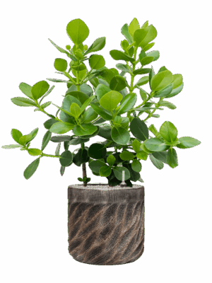 Clusia Rosea Princess In Baq Luxe Lite Universe Wave D 30 H 126 cm - PlantenShop24 - 27-05-2025