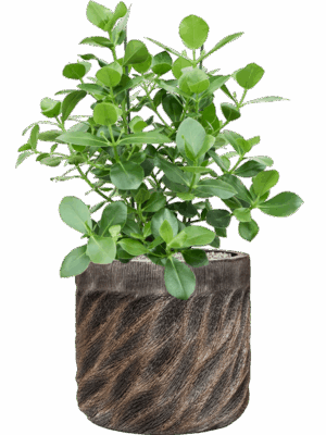Clusia Rosea Princess In Baq Luxe Lite Universe Wave D 30 H 88 cm - PlantenShop24 - 27-05-2025