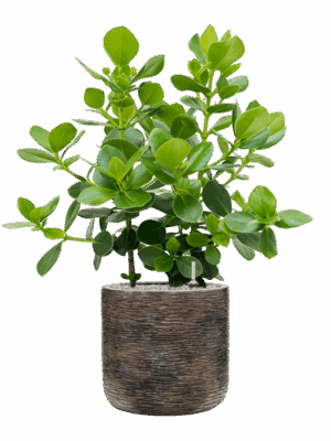 Clusia Rosea Princess In Baq Luxe Lite Universe Wrinkle D 30 H 126 cm - PlantenShop24 - 27-05-2025