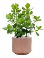 Clusia Rosea Princess In Baq Terrazzo D 30 H 91 cm - PlantenShop24 - 27-05-2025