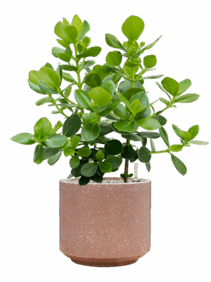 Clusia Rosea Princess In Baq Terrazzo D 30 H 91 cm - PlantenShop24 - 27-05-2025