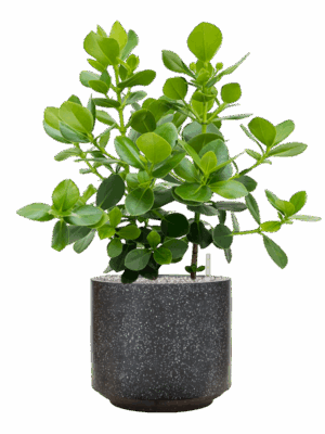 Clusia Rosea Princess In Baq Terrazzo D 30 H 92 cm - PlantenShop24 - 27-05-2025