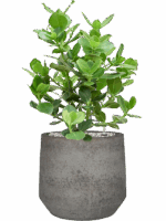 Clusia Rosea Princess In Cement & Stone D 24 H 68 cm - PlantenShop24 - 14-05-2025