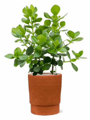Clusia Rosea Princess In Chao D 30 H 96 cm - PlantenShop24 - 27-05-2025