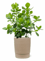 Clusia Rosea Princess In Chao D 30 H 96 cm - PlantenShop24 - 27-05-2025