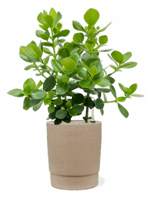 Clusia Rosea Princess In Chao D 30 H 96 cm - PlantenShop24 - 27-05-2025