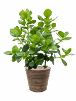 Clusia Rosea Princess In Drypot Rattan Stripe D 30 H 125 cm - PlantenShop24 - 27-05-2025