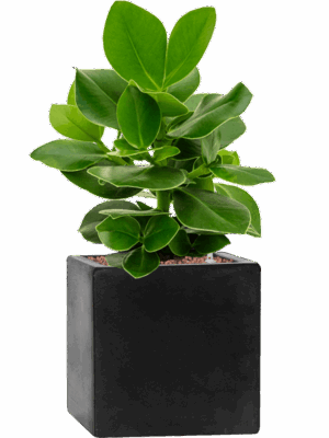Clusia Rosea Princess In Fiberstone D 13 H 47 cm - PlantenShop24 - 29-05-2025