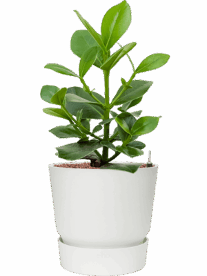 Clusia Rosea Princess In Greenville D 15 H 66 cm - PlantenShop24 - 09-05-2025