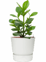 Clusia Rosea Princess In Greenville D 15 H 66 cm - PlantenShop24 - 22-05-2025