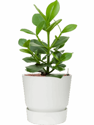 Clusia Rosea Princess In Greenville D 15 H 66 cm - PlantenShop24 - 21-05-2025