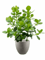 Clusia Rosea Princess In Grigio D 30 H 123 cm - PlantenShop24 - 27-05-2025