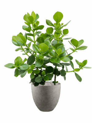 Clusia Rosea Princess In Grigio D 30 H 123 cm - PlantenShop24 - 27-05-2025