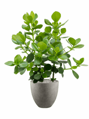 Clusia Rosea Princess In Grigio D 30 H 123 cm - PlantenShop24 - 27-05-2025