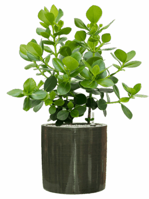 Clusia Rosea Princess In Plain Striped D 30 H 95 cm - PlantenShop24 - 27-05-2025