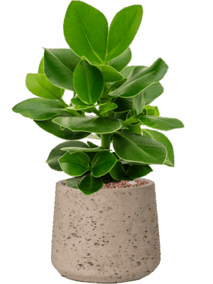 Clusia Rosea Princess In Rough D 13 H 43 cm - PlantenShop24 - 29-05-2025