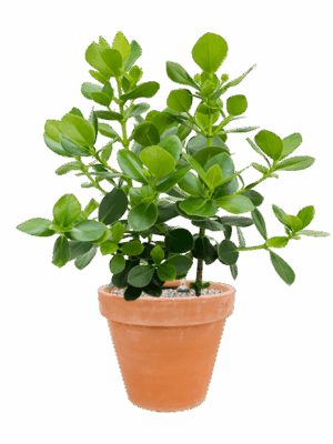 Clusia Rosea Princess In Terra Cotta D 30 H 88 cm - PlantenShop24 - 27-05-2025