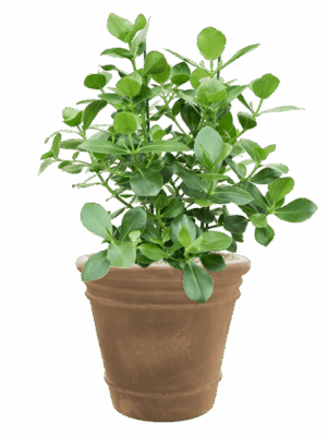Clusia Rosea Princess In Terra Cotta Doppio D 30 H 86 cm - PlantenShop24 - 27-05-2025