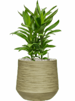 Cordyline Fruticosa Glauca In Baq Dune D 19 H 61 cm - PlantenShop24 - 06-05-2025