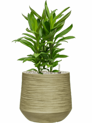 Cordyline Fruticosa Glauca In Baq Dune D 19 H 61 cm - PlantenShop24 - 06-05-2025