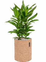 Cordyline Fruticosa Glauca In Lechuza Trendcover Cork D 19 H 57 cm - PlantenShop24 - 06-05-2025